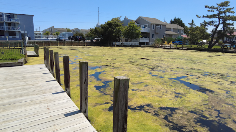 Algae Overgrowth in Fenwick Island Canals a Growing Concern Amongst Town Officials and Neighbors